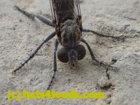 /home//u458753944/public_html/sourcegallery////////////////Insects and small critters/flies (Diptera)/P4240037.JPG